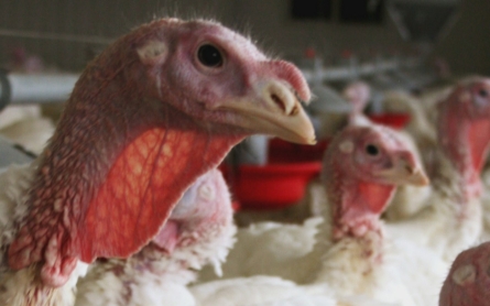 Minnesota declares state of emergency as farms are hit by Avian flu